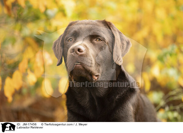 Labrador Retriever / JM-17456