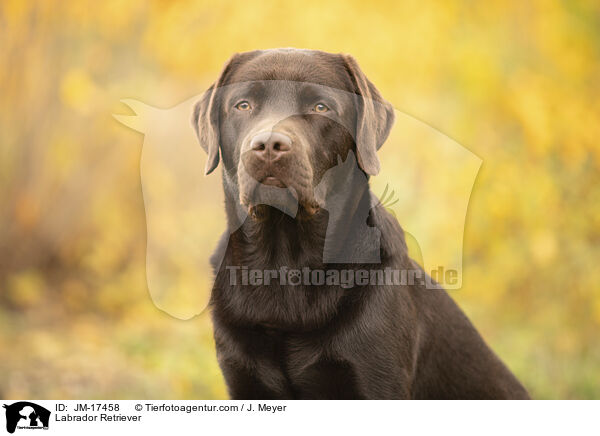 Labrador Retriever / JM-17458
