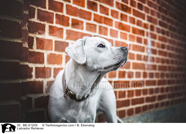 Labrador Retriever / Labrador Retriever / BE-01209