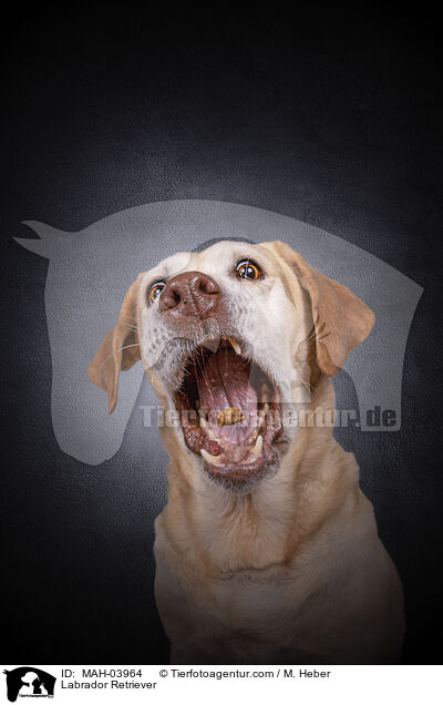 Labrador Retriever / MAH-03964