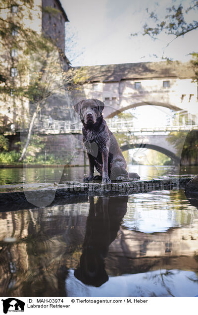 Labrador Retriever / MAH-03974