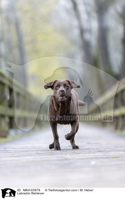 Labrador Retriever / Labrador Retriever / MAH-03979