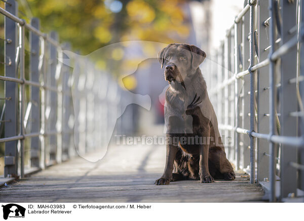 Labrador Retriever / MAH-03983