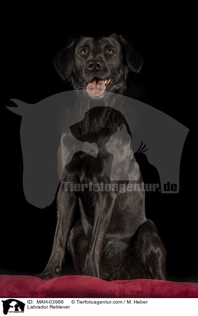Labrador Retriever / Labrador Retriever / MAH-03986
