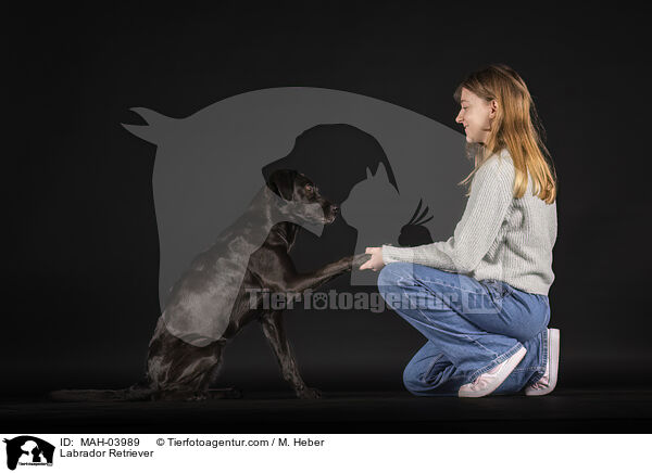 Labrador Retriever / Labrador Retriever / MAH-03989