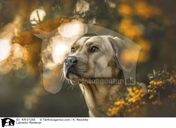 Labrador Retriever / Labrador Retriever / KR-01285