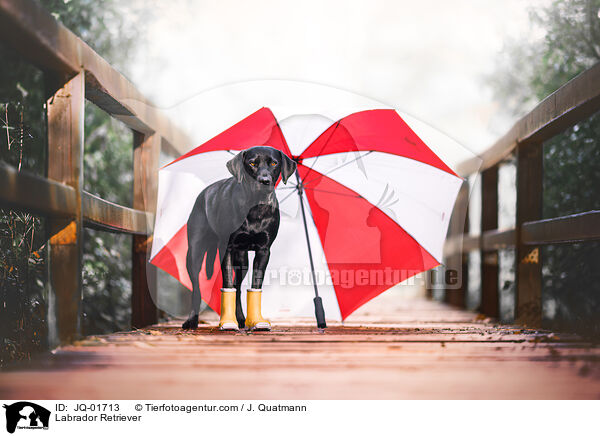 Labrador Retriever / Labrador Retriever / JQ-01713