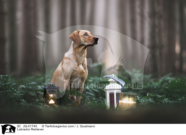 Labrador Retriever / Labrador Retriever / JQ-01740