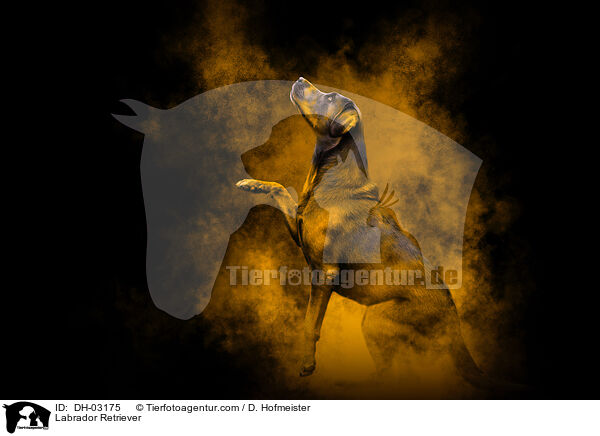 Labrador Retriever / DH-03175