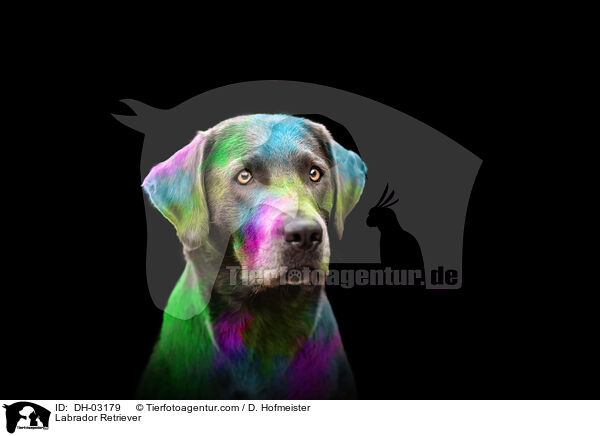 Labrador Retriever / Labrador Retriever / DH-03179