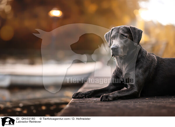 Labrador Retriever / Labrador Retriever / DH-03180