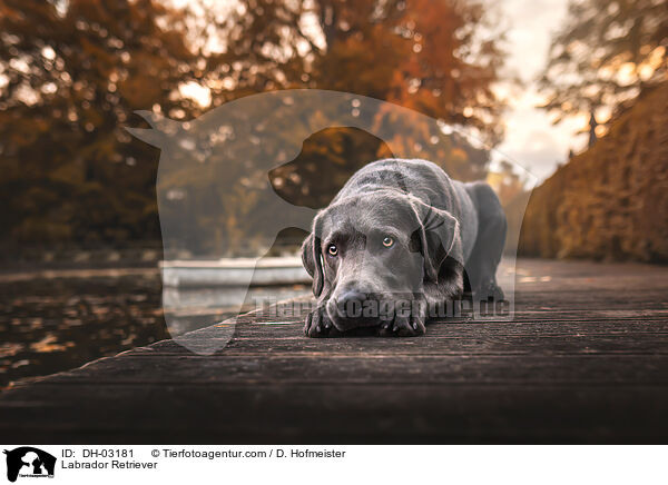 Labrador Retriever / DH-03181