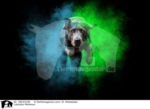 Labrador Retriever / DH-03184
