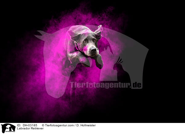 Labrador Retriever / Labrador Retriever / DH-03185