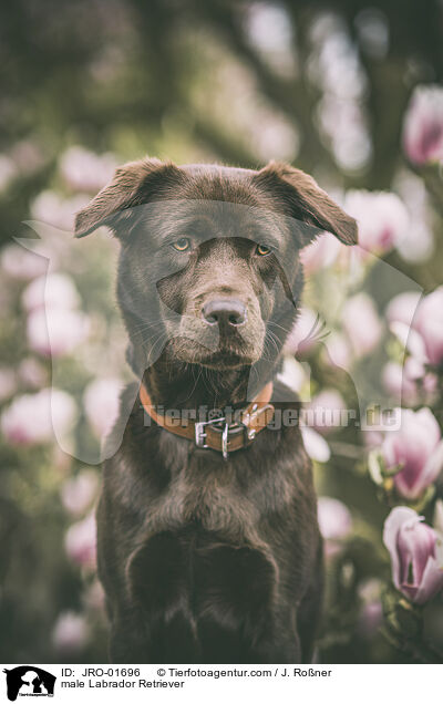 male Labrador Retriever / JRO-01696