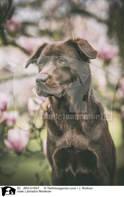 male Labrador Retriever / JRO-01697