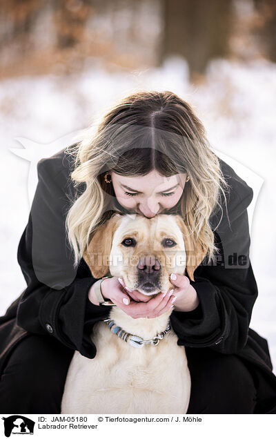 Labrador Retriever / Labrador Retriever / JAM-05180