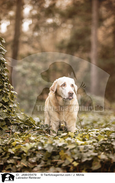 Labrador Retriever / Labrador Retriever / JAM-05479