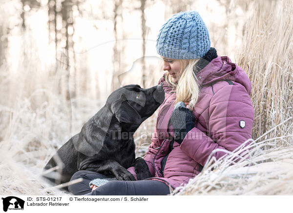 Labrador Retriever / Labrador Retriever / STS-01217
