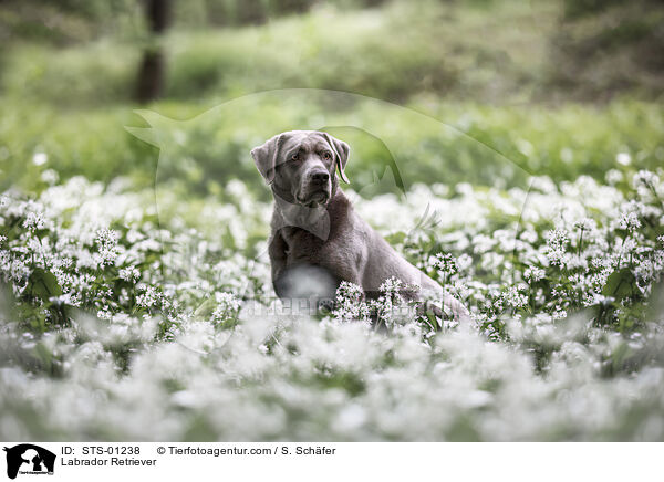 Labrador Retriever / Labrador Retriever / STS-01238