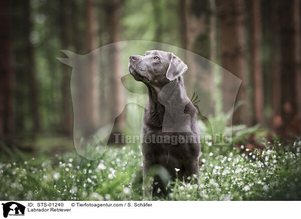 Labrador Retriever / Labrador Retriever / STS-01240