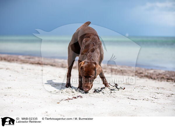 Labrador Retriever / MAB-02335