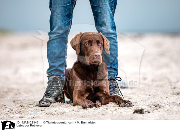 Labrador Retriever / Labrador Retriever / MAB-02343