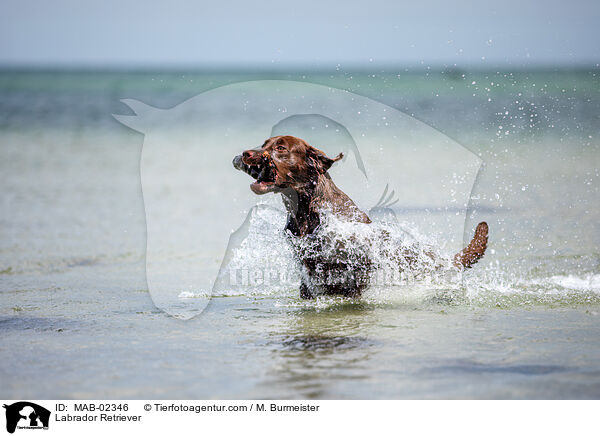 Labrador Retriever / Labrador Retriever / MAB-02346