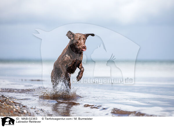 Labrador Retriever / MAB-02363