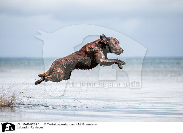 Labrador Retriever / MAB-02375