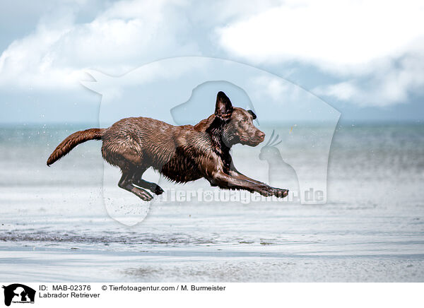 Labrador Retriever / MAB-02376