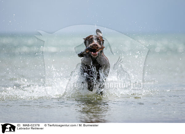 Labrador Retriever / Labrador Retriever / MAB-02378