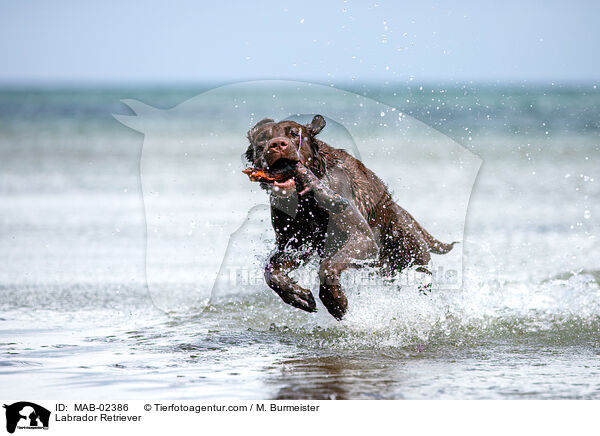 Labrador Retriever / MAB-02386
