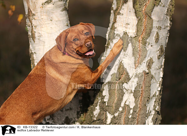 redfox Labrador Retriever / KB-13322