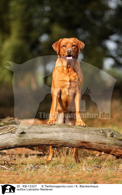 redfox Labrador Retriever / KB-13327