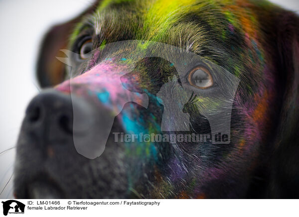 female Labrador Retriever / LM-01466