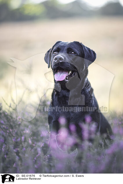 Labrador Retriever / Labrador Retriever / SE-01676