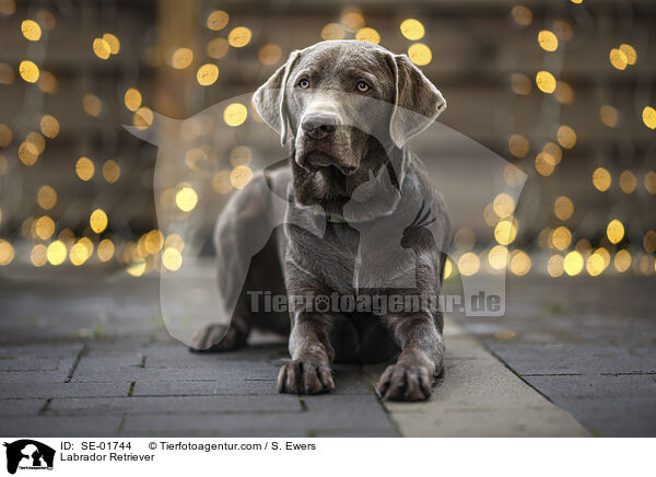 Labrador Retriever / SE-01744