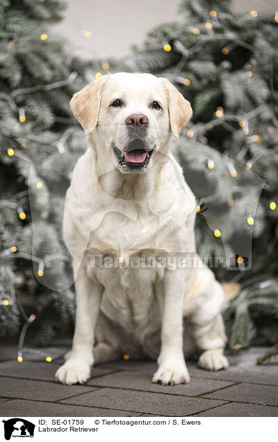Labrador Retriever / Labrador Retriever / SE-01759
