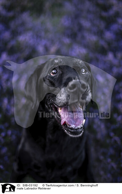 Labrador Retriever Rde / male Labrador Retriever / SIB-03192