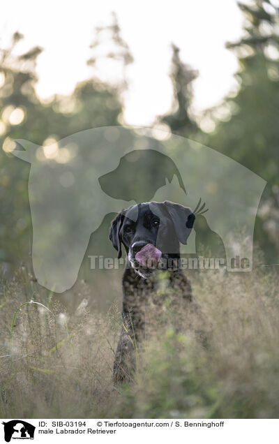 male Labrador Retriever / SIB-03194