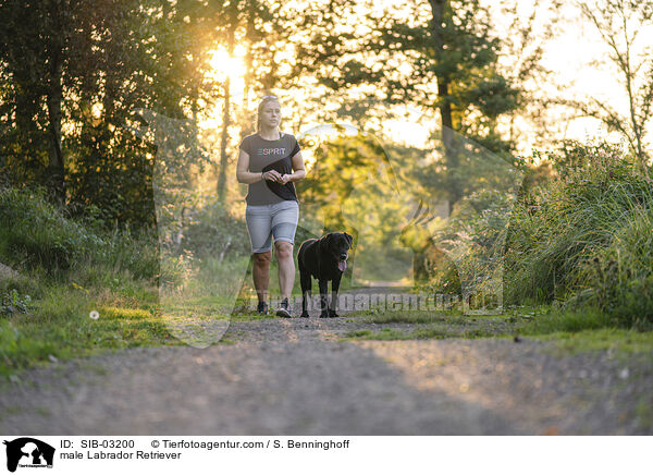 Labrador Retriever Rde / male Labrador Retriever / SIB-03200