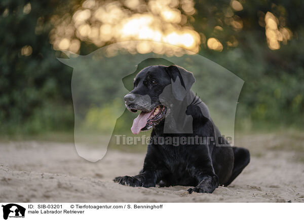 Labrador Retriever Rde / male Labrador Retriever / SIB-03201