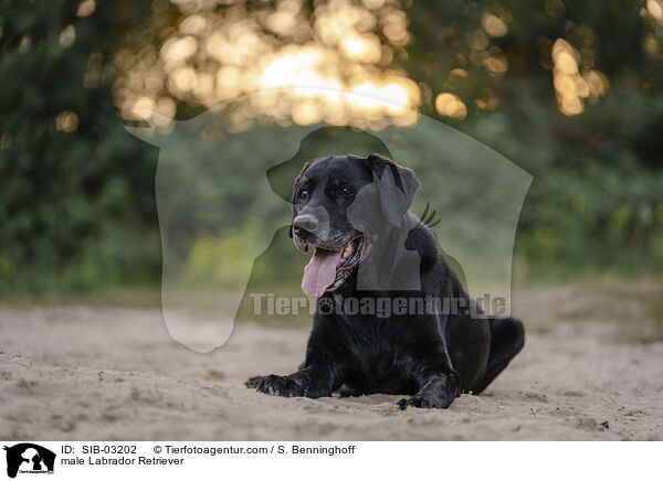 Labrador Retriever Rde / male Labrador Retriever / SIB-03202