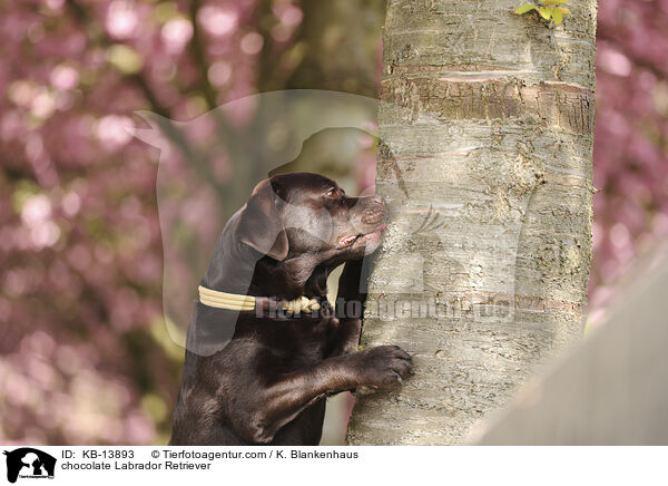 brauner Labrador Retriever / chocolate Labrador Retriever / KB-13893