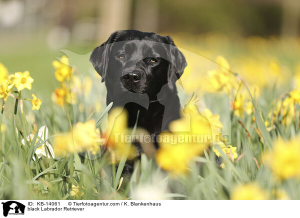 schwarzer Labrador Retriever / black Labrador Retriever / KB-14061