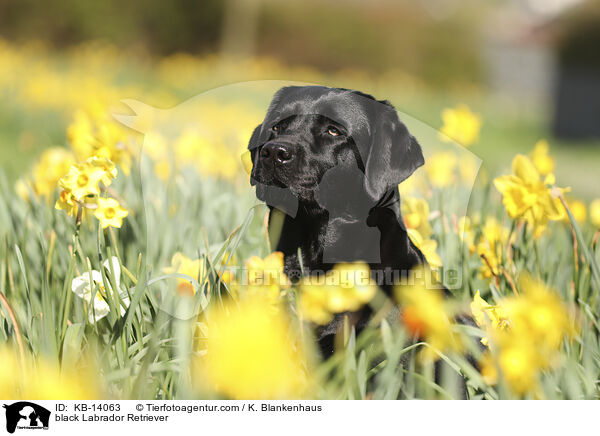 schwarzer Labrador Retriever / black Labrador Retriever / KB-14063