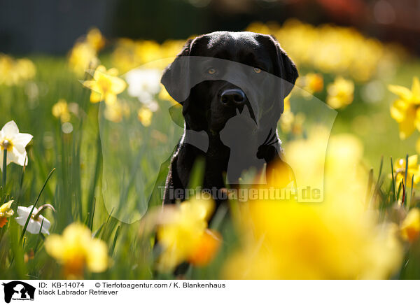 schwarzer Labrador Retriever / black Labrador Retriever / KB-14074