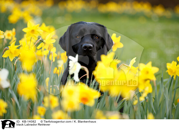 schwarzer Labrador Retriever / black Labrador Retriever / KB-14082
