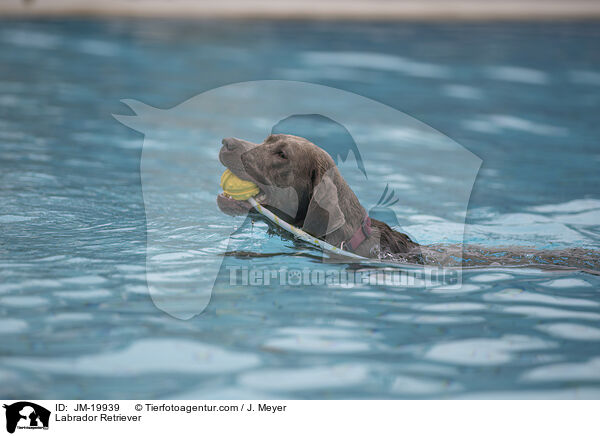 Labrador Retriever / JM-19939